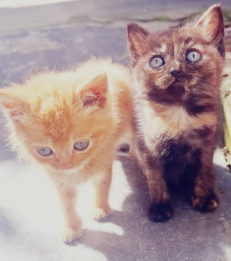 Persian pair / curly hair attractive eyes / cat for sale 7