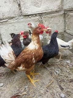 desi hens available