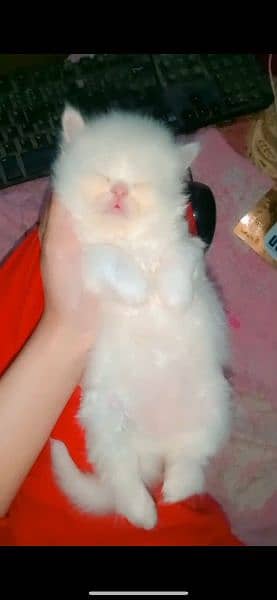 Persian kitten | Persian cat | 03074335535 kittens for sale 2