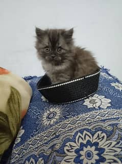 Male Persian kitten triple coated