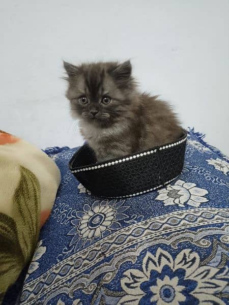 Male Persian kitten triple coated 1
