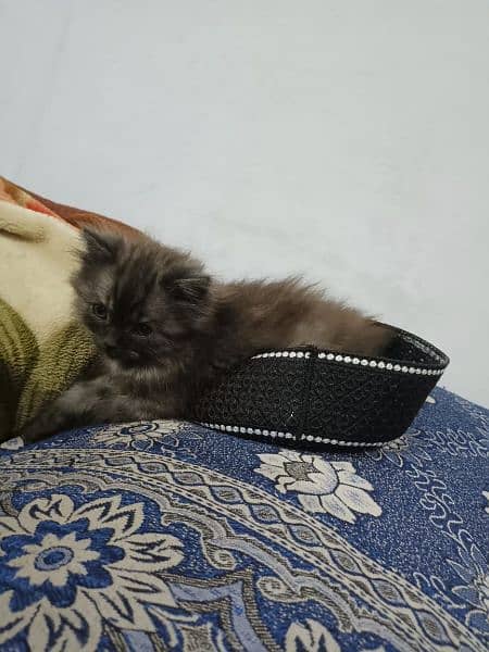 Male Persian kitten triple coated 2