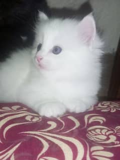 white Persian cat. . . . Blue eyes. . Beautiful fluffy Hairs. . age 2.5 month