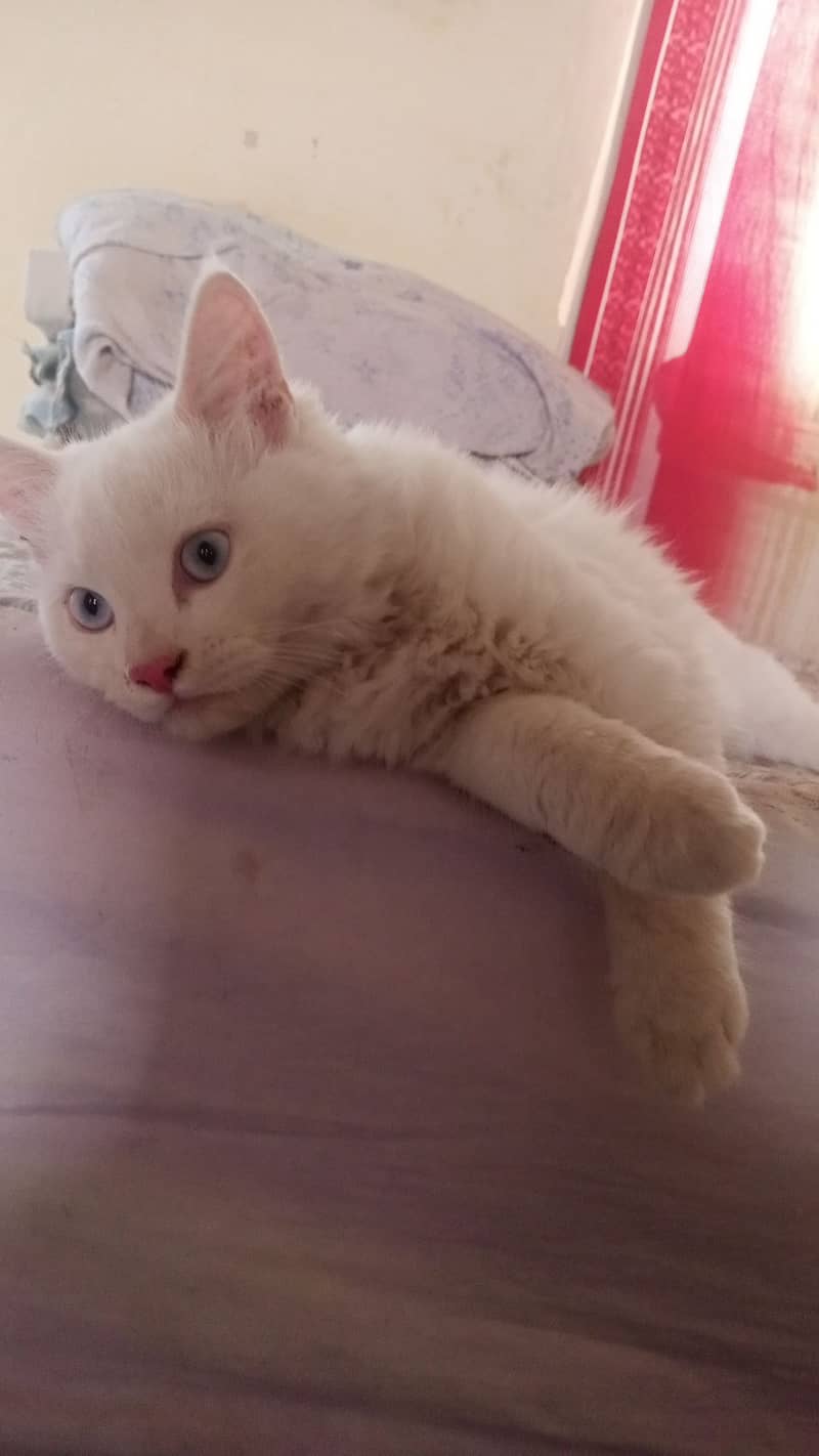 White male or female beautiful Persian kittens 1