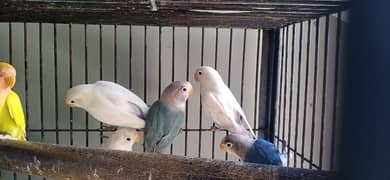 love Bird patty and breeder also age round 3 ,4 and 5 month