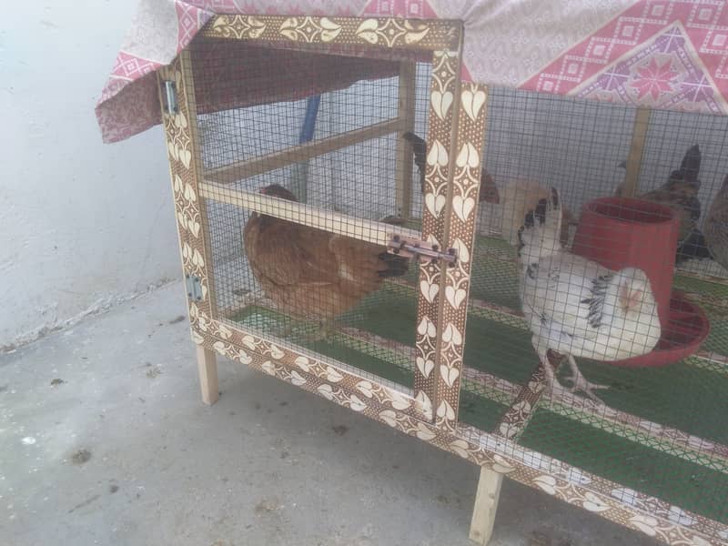 Cage (pinjra) , Finches colony cage 4