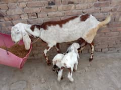 Goat with kids