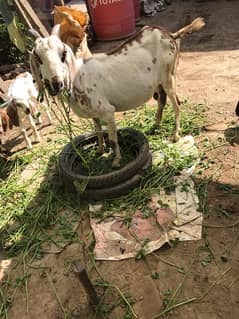 Good&Healthy milky goat with 2 male babies 0317-4980209