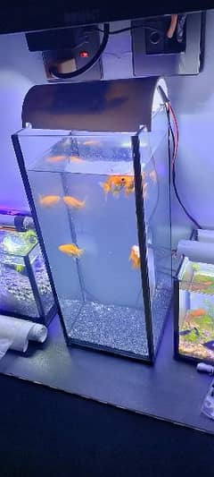Nano Aquarium with fishes for sale