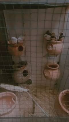 4 pair finches for sale