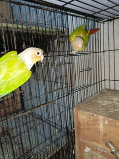20 breeders pairs of yellow sided conure