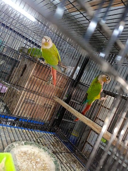20 breeders pairs of yellow sided conure 2