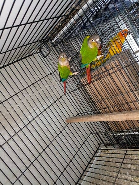 20 breeders pairs of yellow sided conure 3