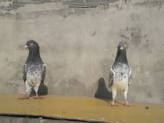 kamager pigeon pair for sale ll WhatsApp the 03234001539