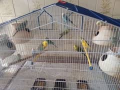 King budgies / bajri / Australian parrot with cage