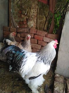 fancy chicks of imported blood line  available