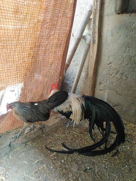 fancy chicks of imported blood line  available 1