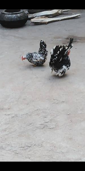 fancy chicks of imported blood line  available 3