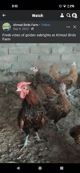 fancy chicks of imported blood line  available 4