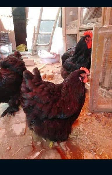 fancy chicks of imported blood line  available 5