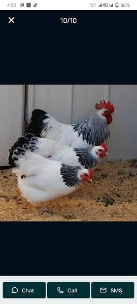 fancy chicks of imported blood line  available 6