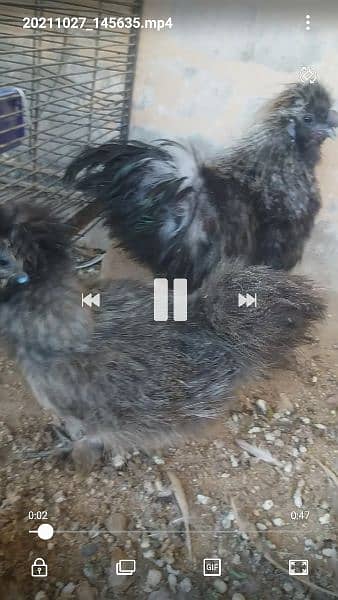 fancy chicks of imported blood line  available 7