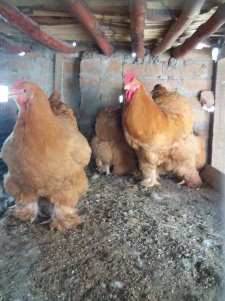 fancy chicks of imported blood line  available 8