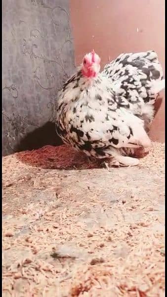 fancy chicks of imported blood line  available 9