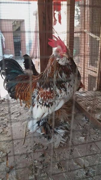 fancy chicks of imported blood line  available 10