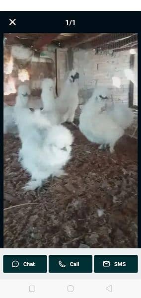 fancy chicks of imported blood line  available 11