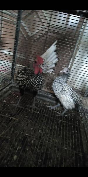 fancy chicks of imported blood line  available 12