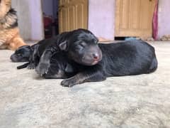 german sheperd puppies only female