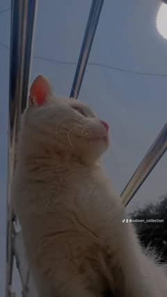 White Persian kitten 0306 2817 996