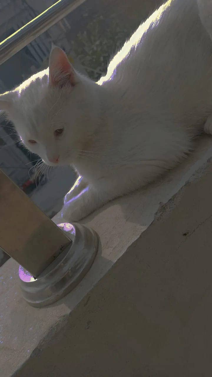 White Persian kitten 0306 2817 996 1