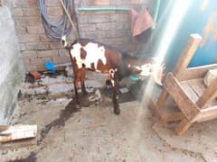white and brown bakra