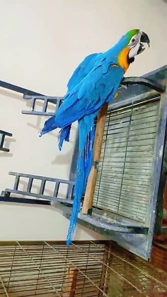 Blue Gold Macaw Tame Freindly 5