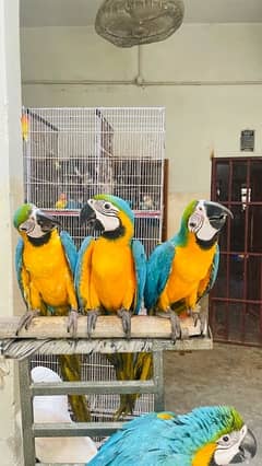 Blue Gold Macaw Tame Freindly 0