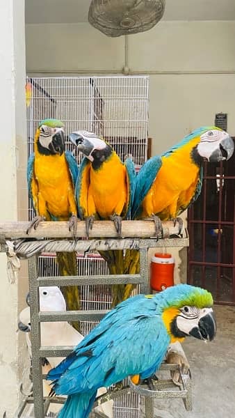 Blue Gold Macaw Tame Freindly 7