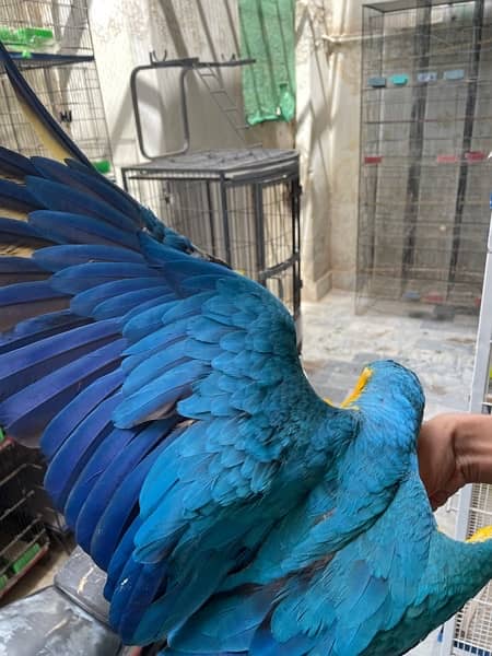 Blue Gold Macaw Tame Freindly 9