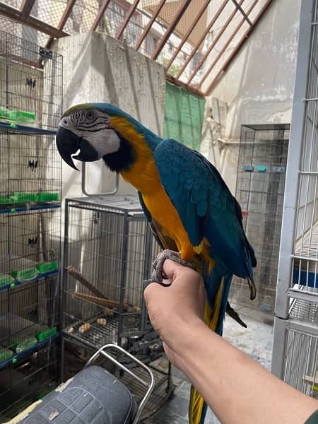 Blue Gold Macaw Tame Freindly 13