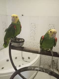 Amazon Parrot | Double yellow headed Amazon Pair | Parrots 0