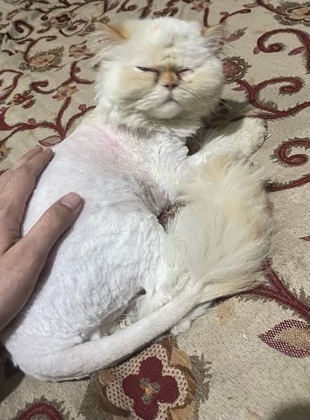 very plaful male persian cat for URGENT sale 1