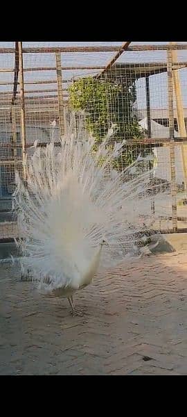 White Peacock Male 3 Years 0