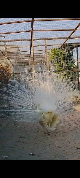 White Peacock Male 3 Years 2
