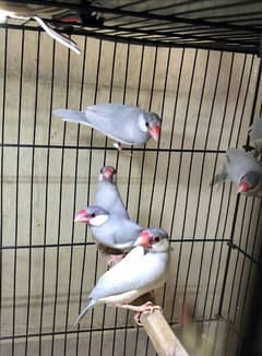 Java White & Silver Male Female available