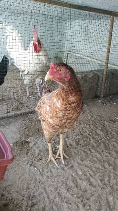 Aseel pair and one aseel chick and golden buff pair available