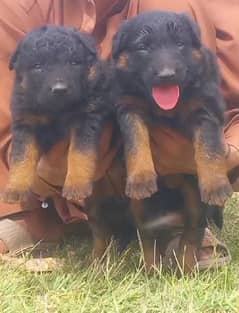 German Shepherd Puppies / German Shepherd Long Coat Puppies For Sale