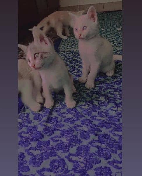 Persian cat babies pair age 2 months 1