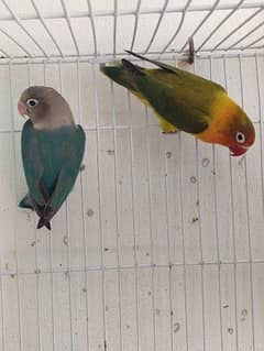 love birds breeder pair