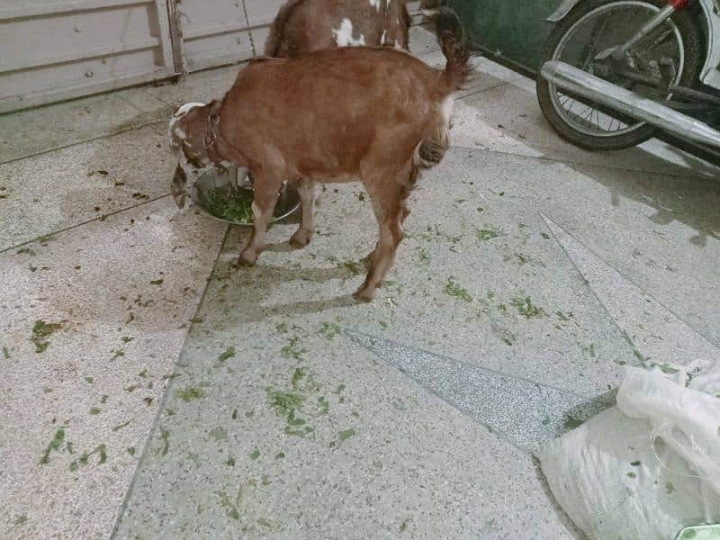 One pure betel bakri with 2 baby goats 1